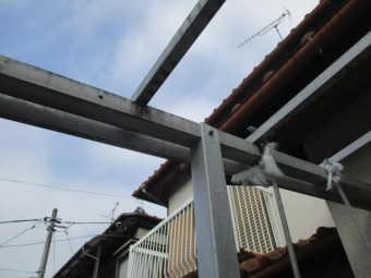 野縁です