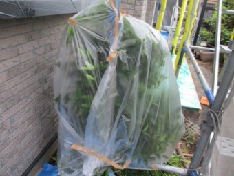 植木の養生が終了しました