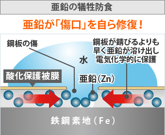 亜鉛が傷口を自ら修復します